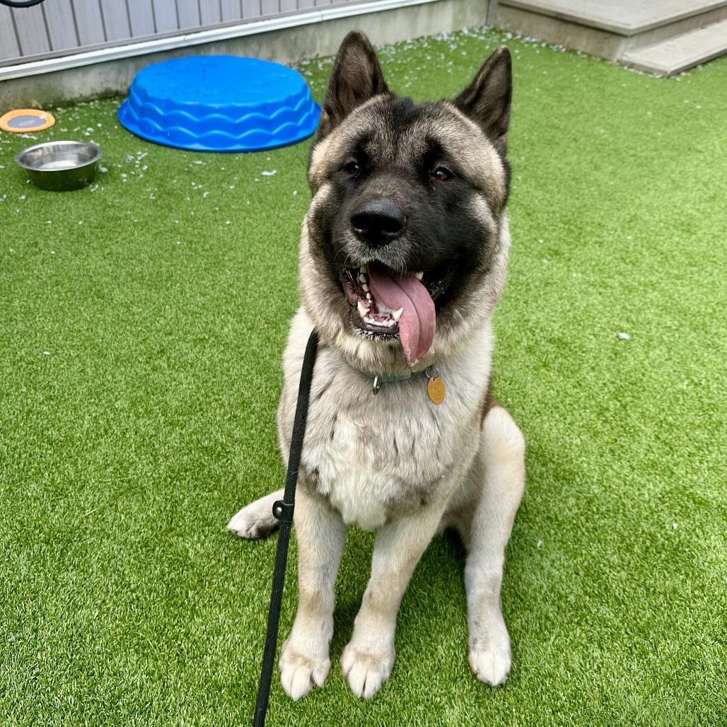 Enlarge Shogun, a Adoptable Akita in Bedford, NH image 5/6