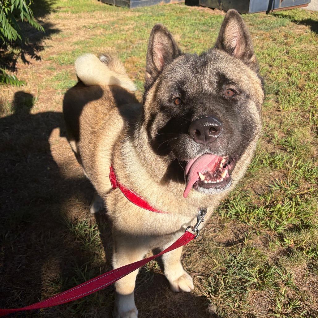 Enlarge Shogun, a Adoptable Akita in Bedford, NH image 6/6