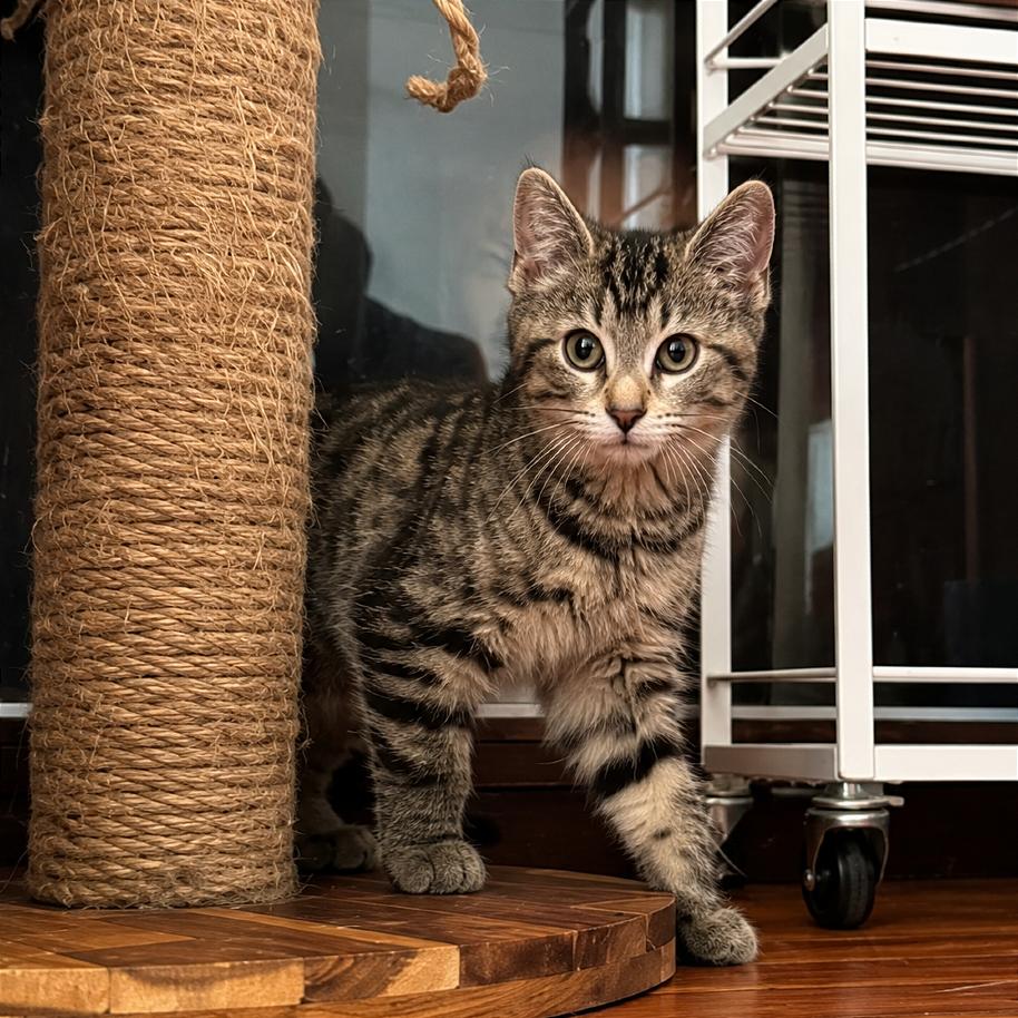 Enlarge Popcorn, a Adoptable Domestic Short Hair in Gibsonia, PA image 1/6