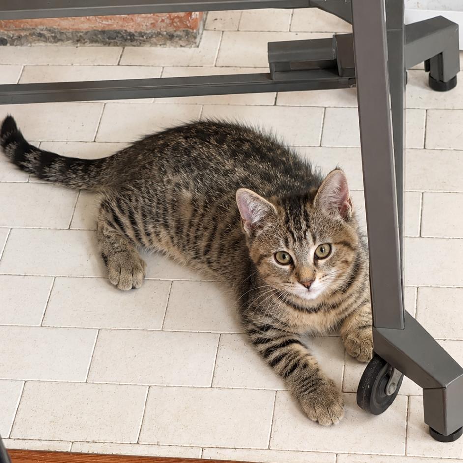 Enlarge Popcorn, a Adoptable Domestic Short Hair in Gibsonia, PA image 2/6
