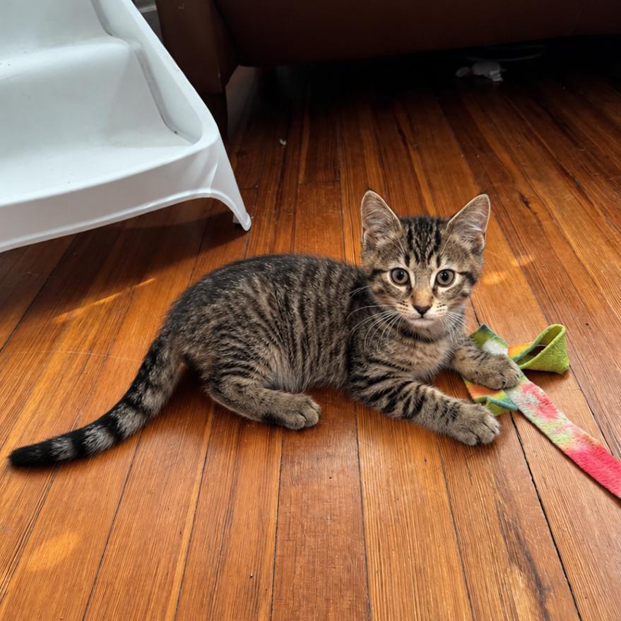 Enlarge Popcorn, a Adoptable Domestic Short Hair in Gibsonia, PA image 3/6
