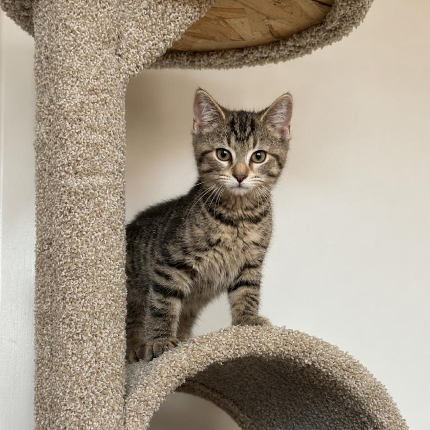 Enlarge Popcorn, a Adoptable Domestic Short Hair in Gibsonia, PA image 4/6
