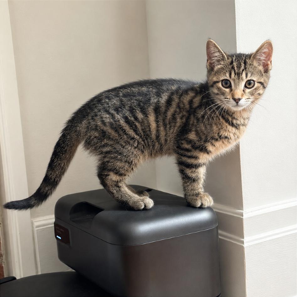 Enlarge Popcorn, a Adoptable Domestic Short Hair in Gibsonia, PA image 5/6