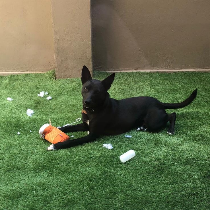 Enlarge Paco Wong, a Adoptable mixed breed in Portland, OR image 1/5