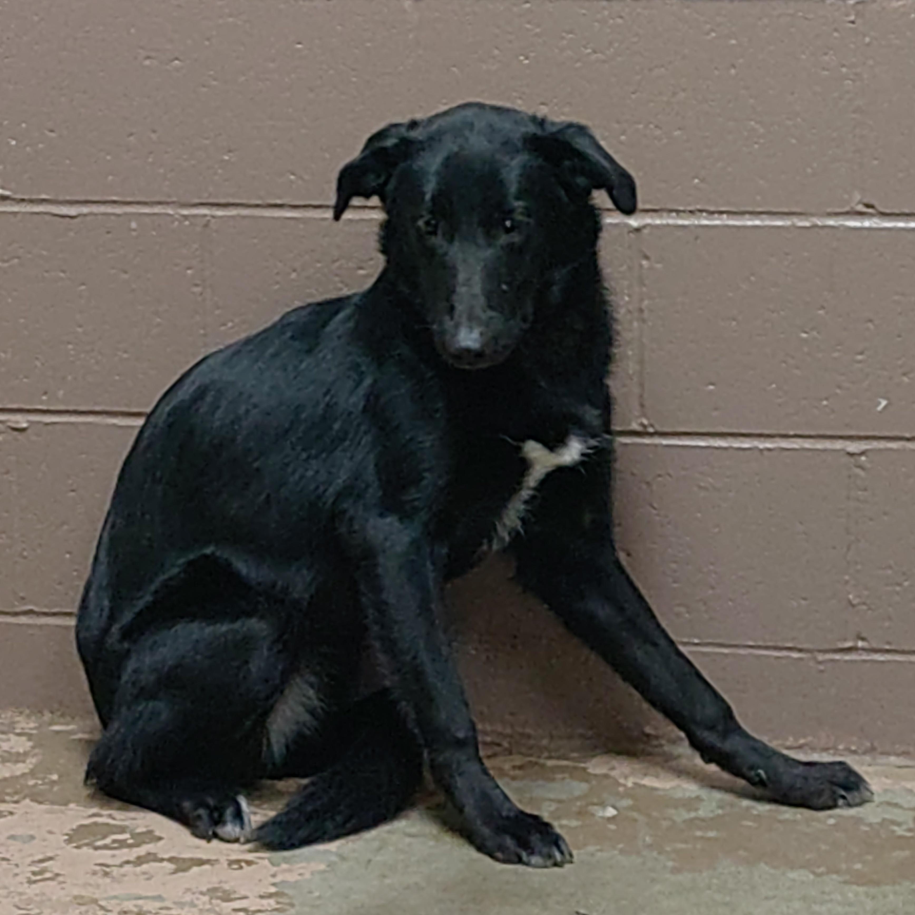 25-034 Available 3-13-25