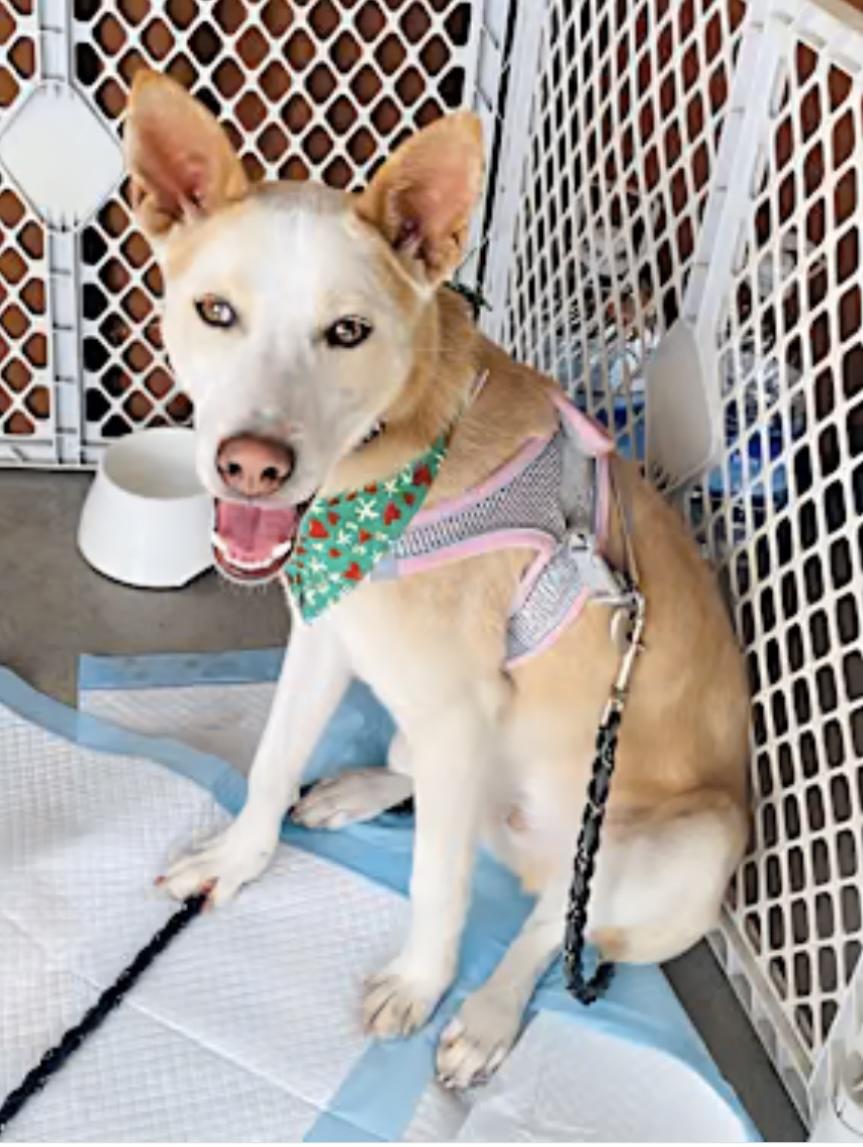 Charlie aka Chicken, a Adoptable mixed breed in Carlsbad, CA image 1/4