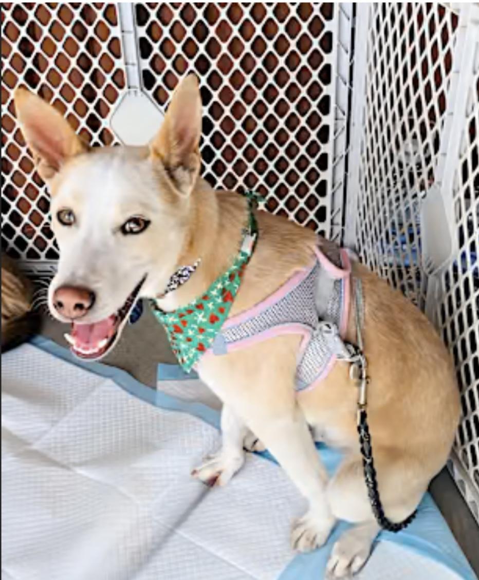 Charlie aka Chicken, a Adoptable mixed breed in Carlsbad, CA image 2/4