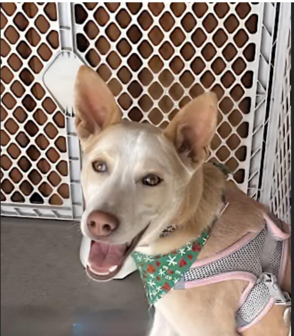 Charlie aka Chicken, a Adoptable mixed breed in Carlsbad, CA image 3/4