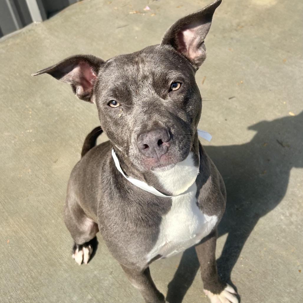 Karina, Adoptable, Young Female Pit Bull Terrier.
