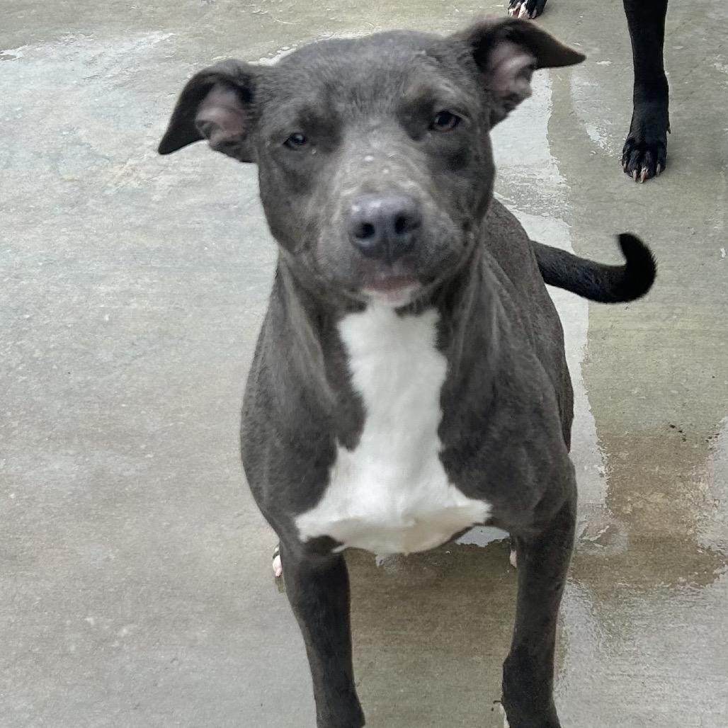 Enlarge Karina, a Adoptable Pit Bull Terrier in Birmingham, AL image 2/3