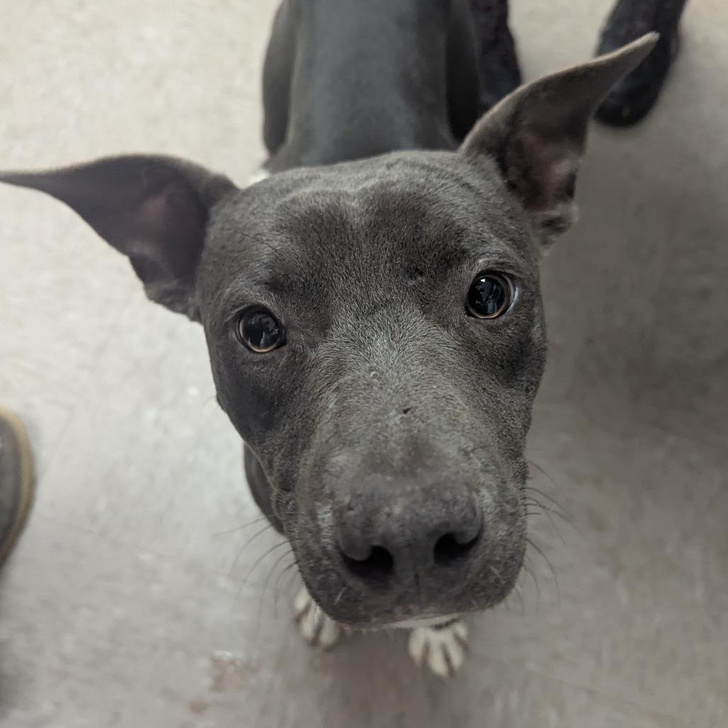 Enlarge Karina, a Adoptable Pit Bull Terrier in Birmingham, AL image 3/3