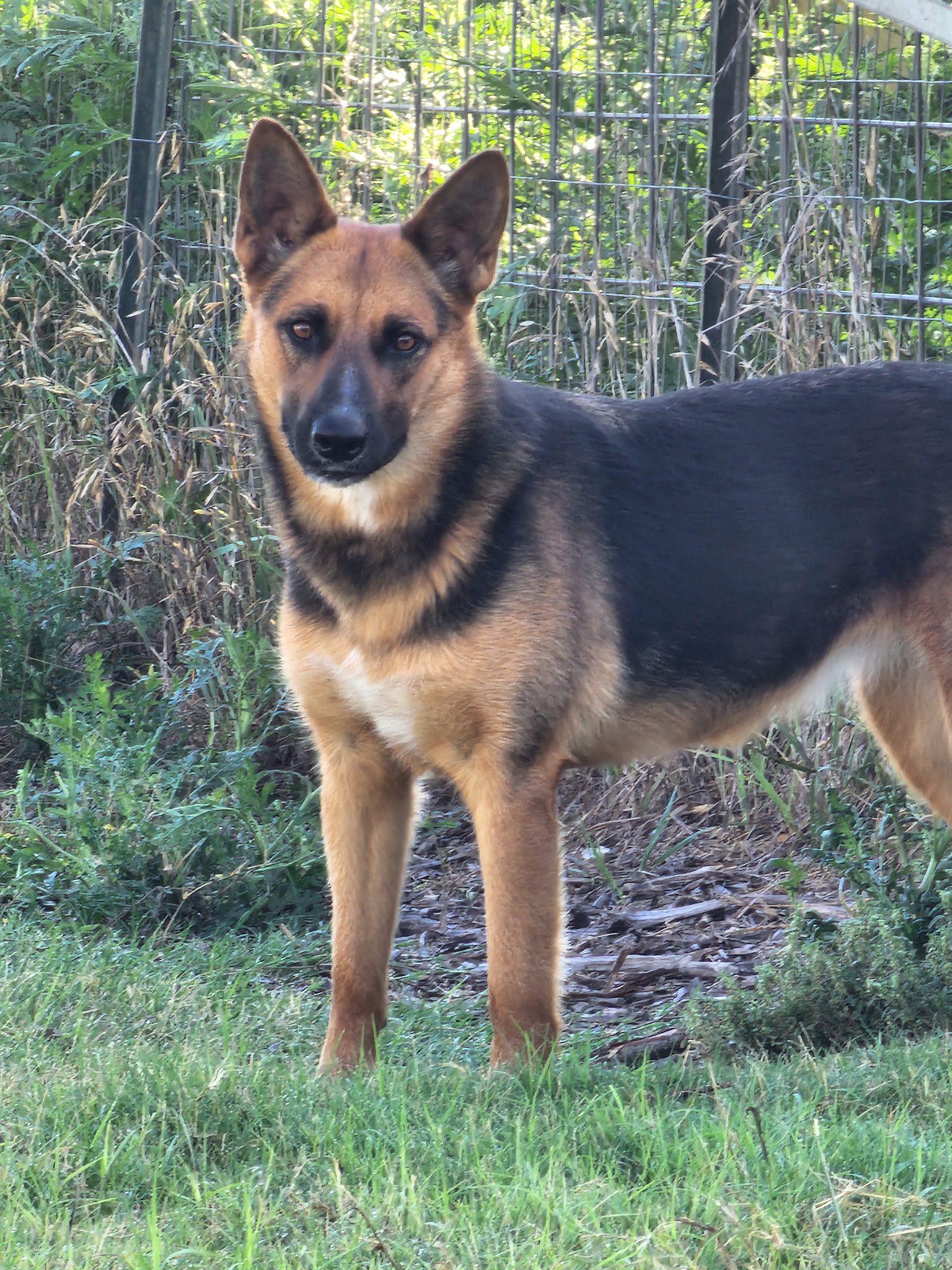 Enlarge Lamb Chop, a Adoptable mixed breed in Temple, TX image 1/6