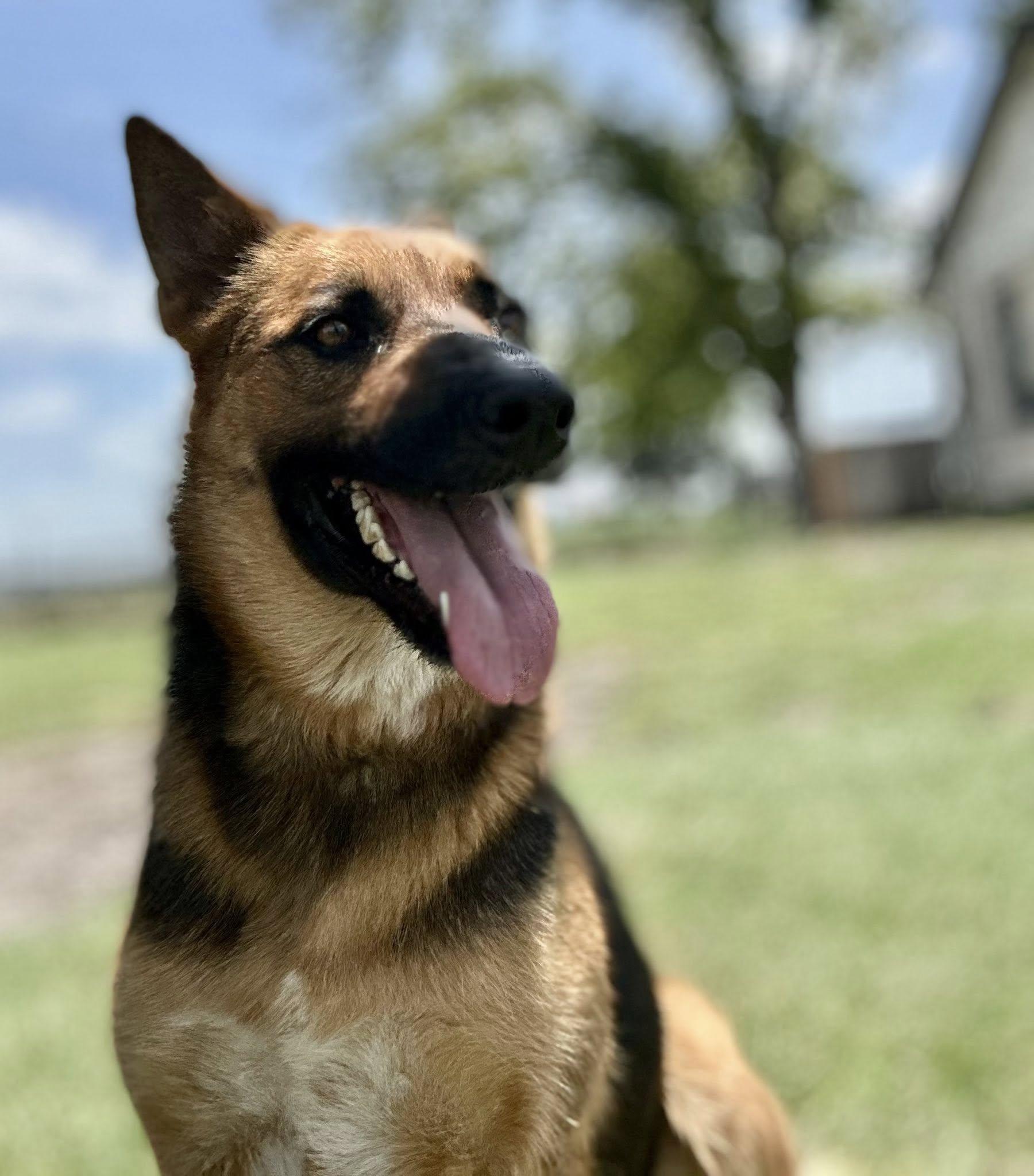 Enlarge Lamb Chop, a Adoptable mixed breed in Temple, TX image 5/6