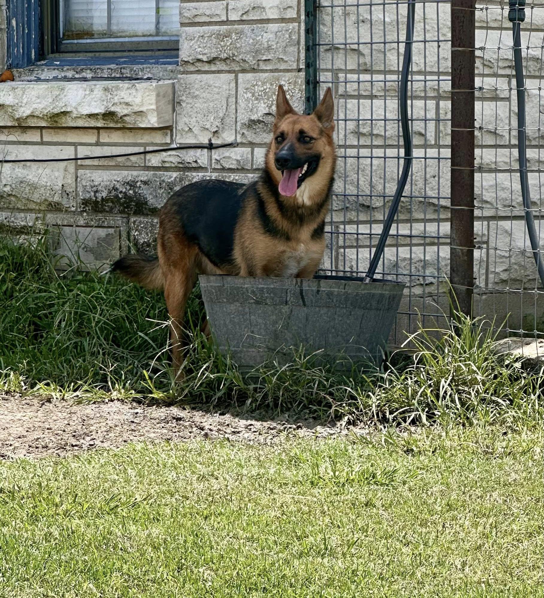 Enlarge Lamb Chop, a Adoptable mixed breed in Temple, TX image 3/6