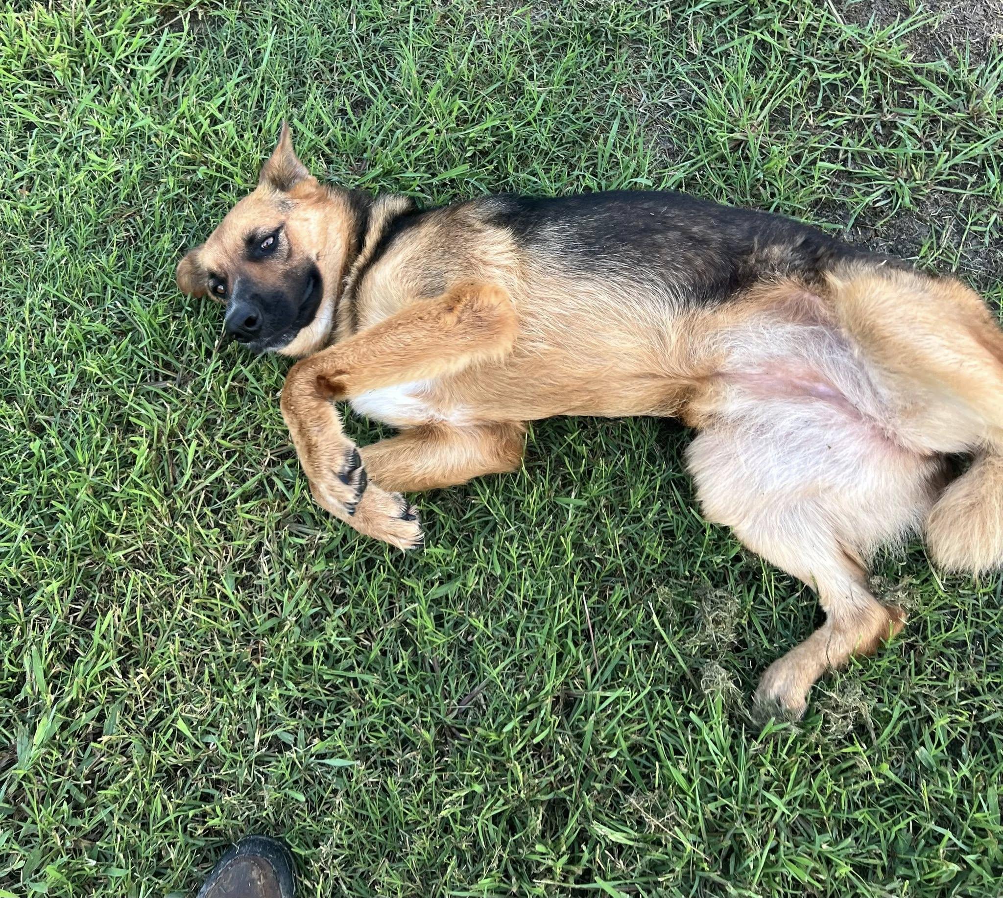 Enlarge Lamb Chop, a Adoptable mixed breed in Temple, TX image 6/6