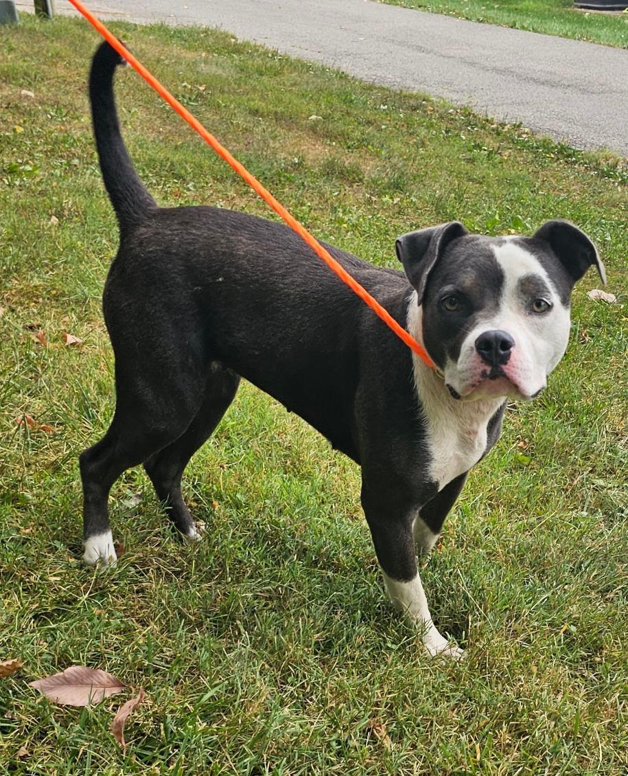 Enlarge Emma Grace, a Adoptable mixed breed in New Castle, IN image 1/2