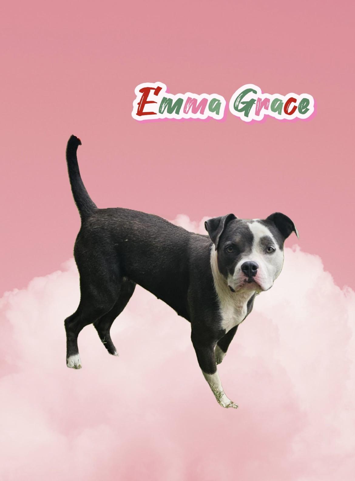 Enlarge Emma Grace, a Adoptable mixed breed in New Castle, IN image 1/2