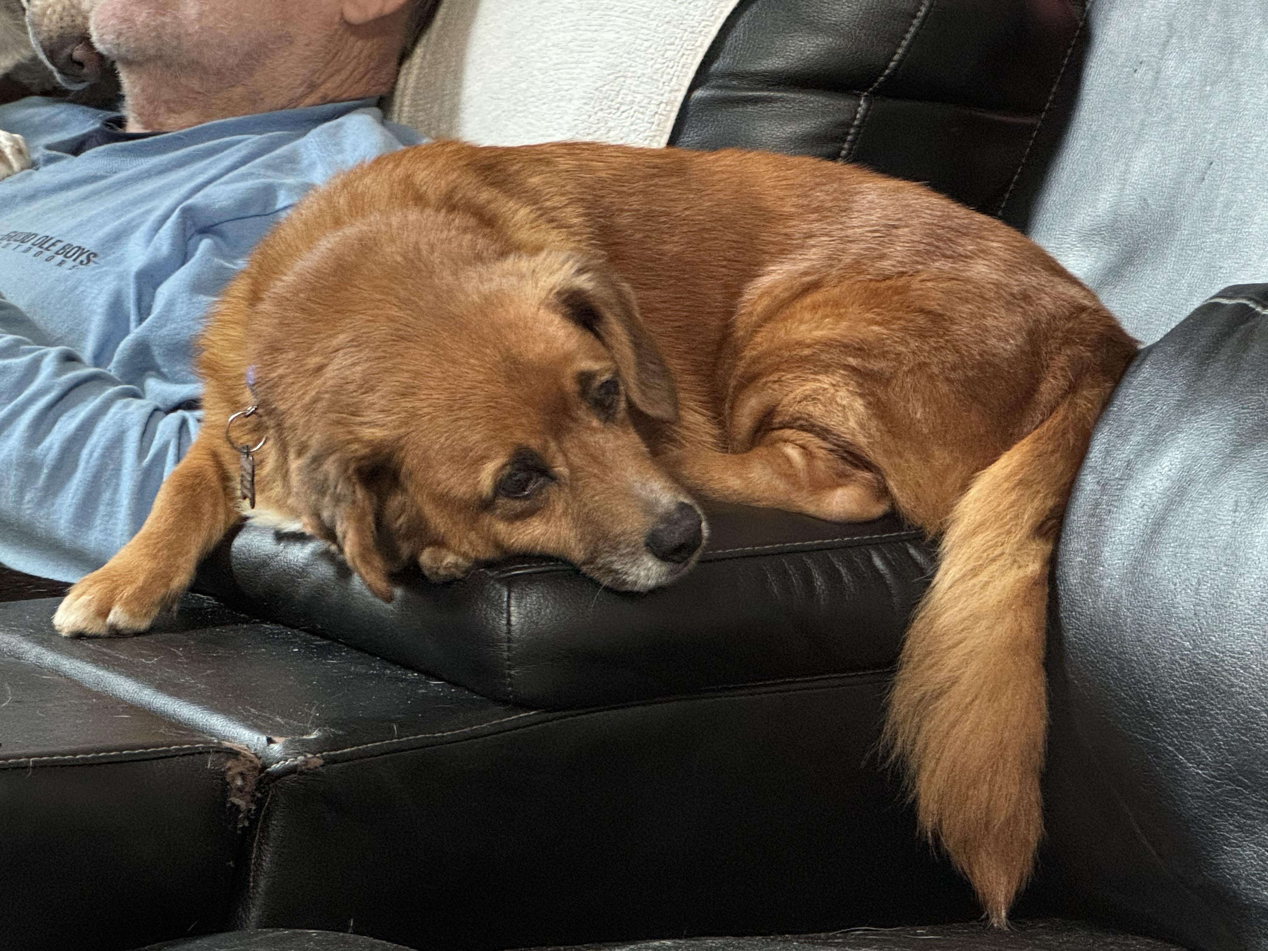 Enlarge Pooh Bear, a ADOPTABLE Mixed Breed in Grandy, NC image 4/5