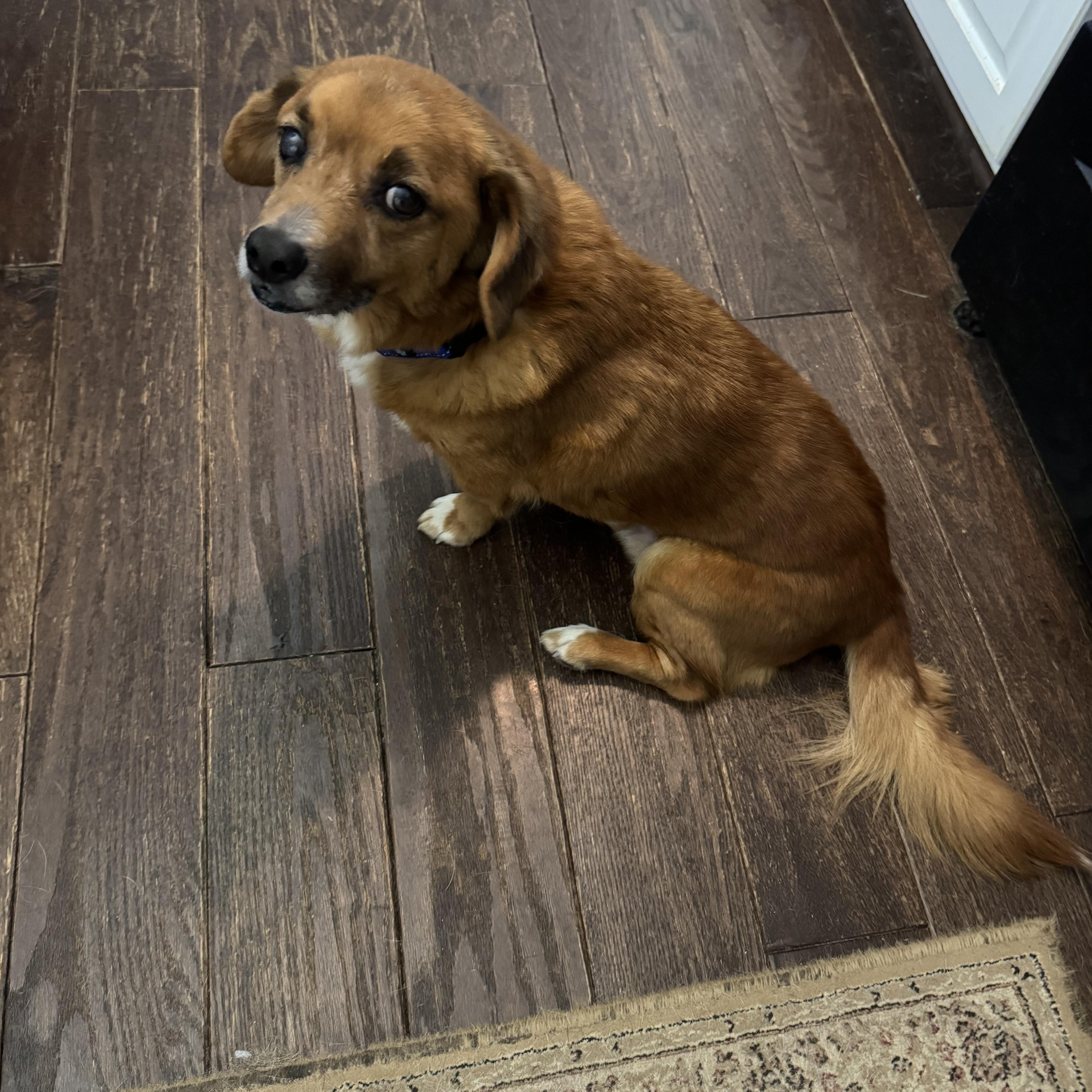 Enlarge Pooh Bear, a ADOPTABLE Mixed Breed in Grandy, NC image 1/5