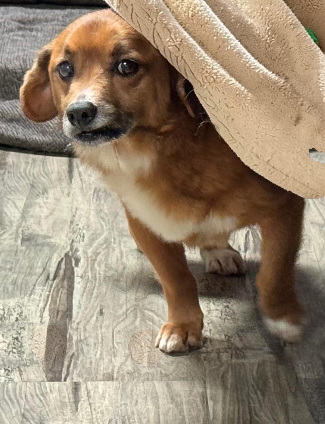 Enlarge Pooh Bear, a ADOPTABLE Mixed Breed in Grandy, NC image 2/5