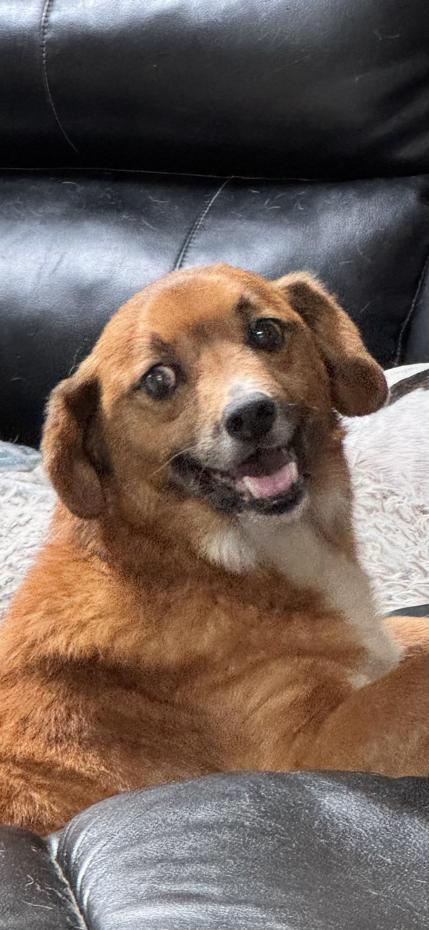 Enlarge Pooh Bear, a ADOPTABLE Mixed Breed in Grandy, NC image 5/5