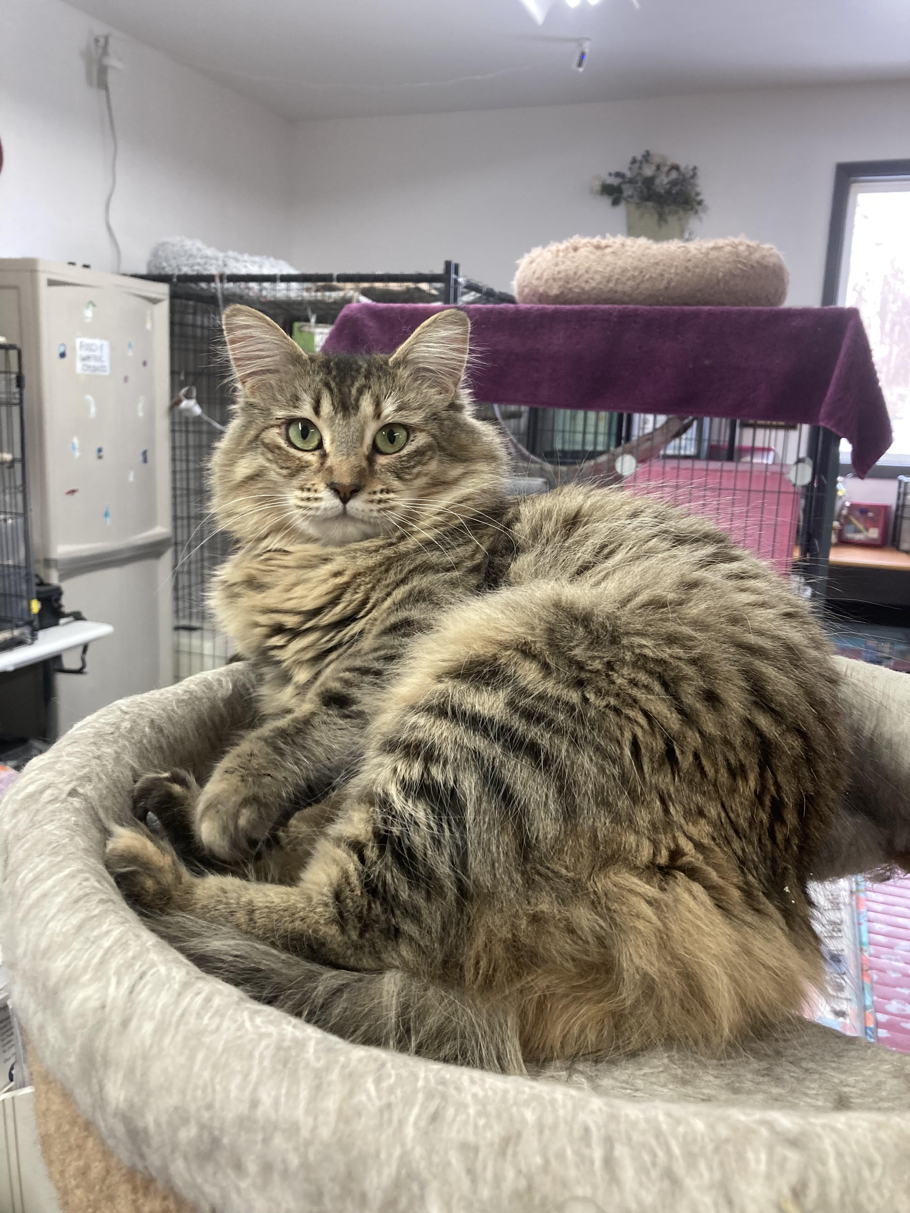 Enlarge Stormy, a Adoptable Domestic Long Hair in Wasilla, AK image 3/3