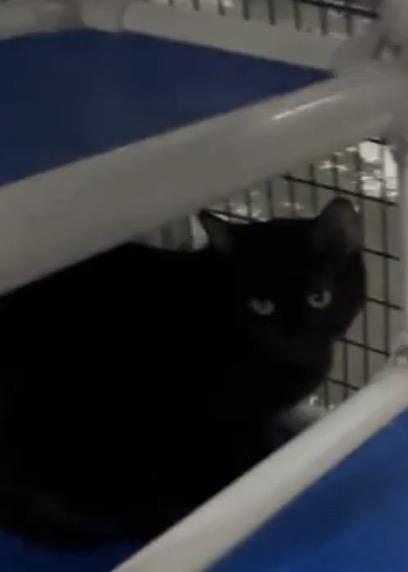 Moe, ADOPTABLE, Young Male Domestic Short Hair.