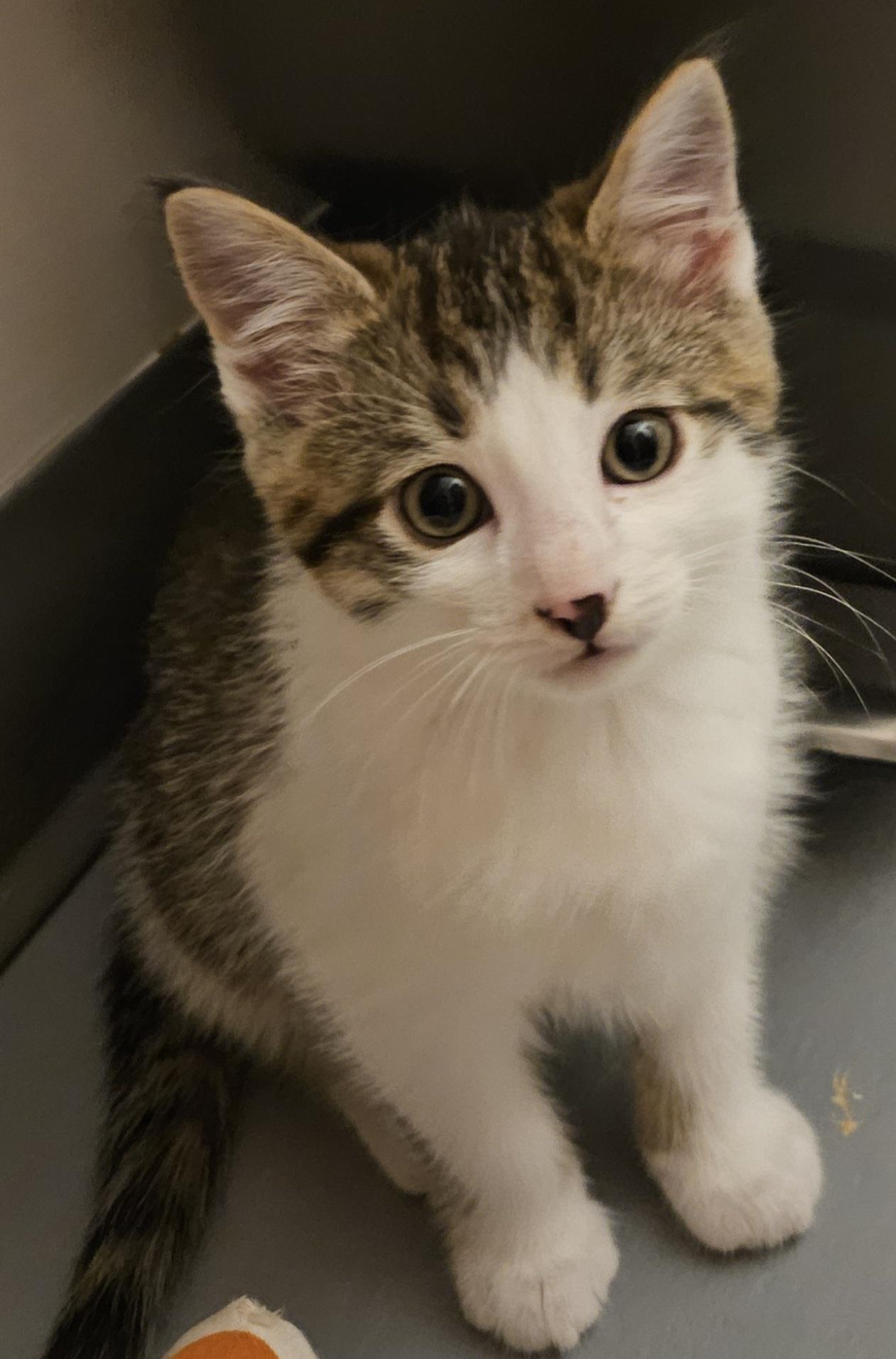 Biscotti, Adoptable, Young Male Domestic Short Hair.