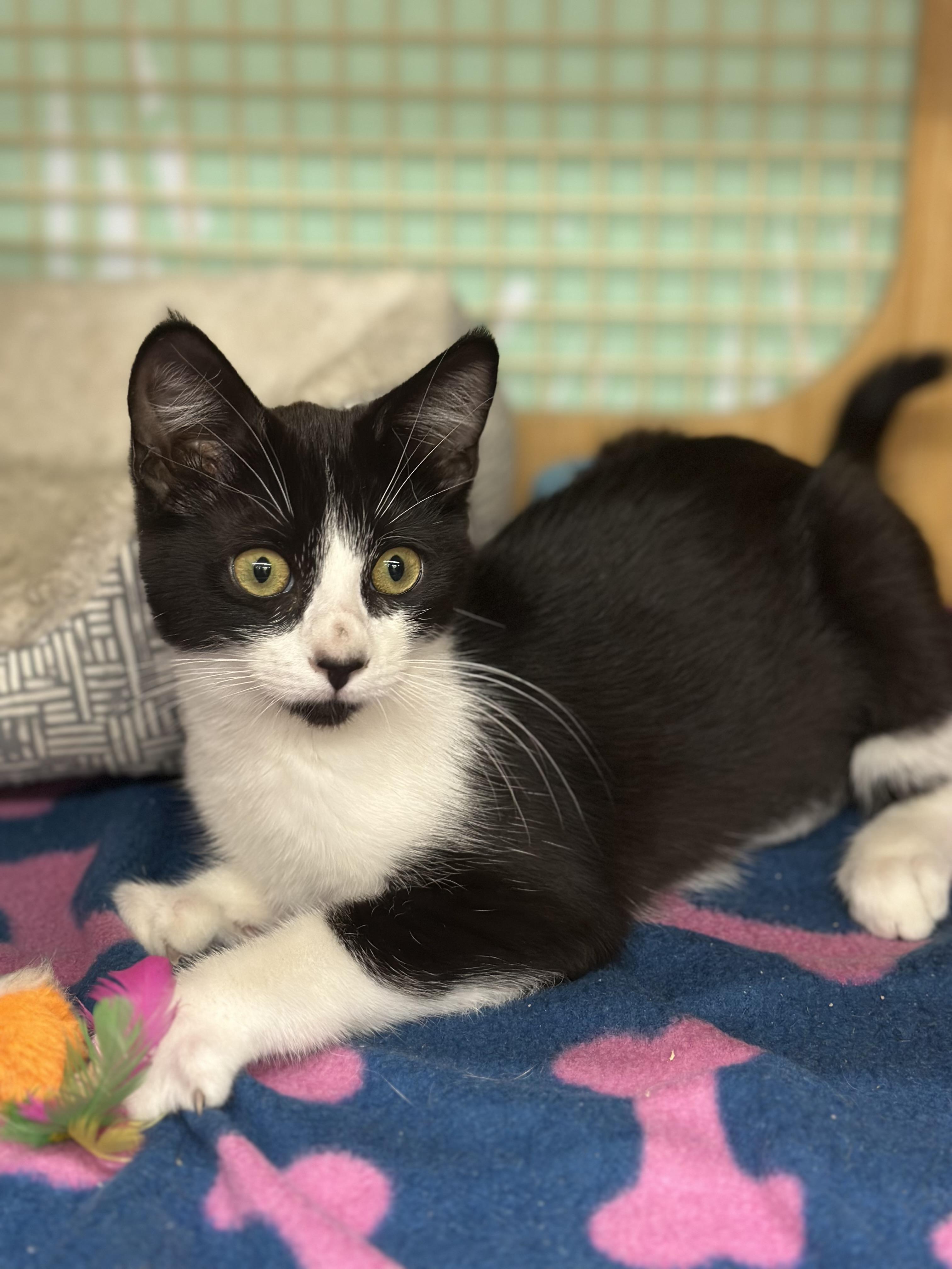 Stormi, Young Female unknown