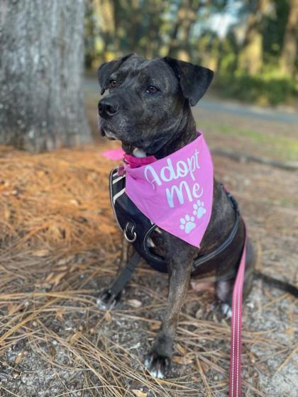 Enlarge Olivia Jane, a Adoptable mixed breed in Savannah, GA image 2/3