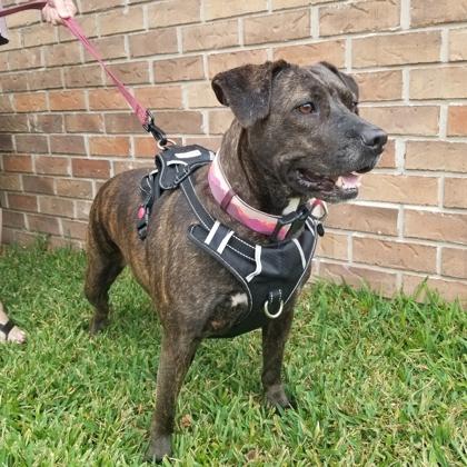 Enlarge Olivia Jane, a Adoptable mixed breed in Savannah, GA image 3/3