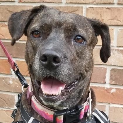 Olivia Jane, a Adoptable mixed breed in Savannah, GA image 3/3