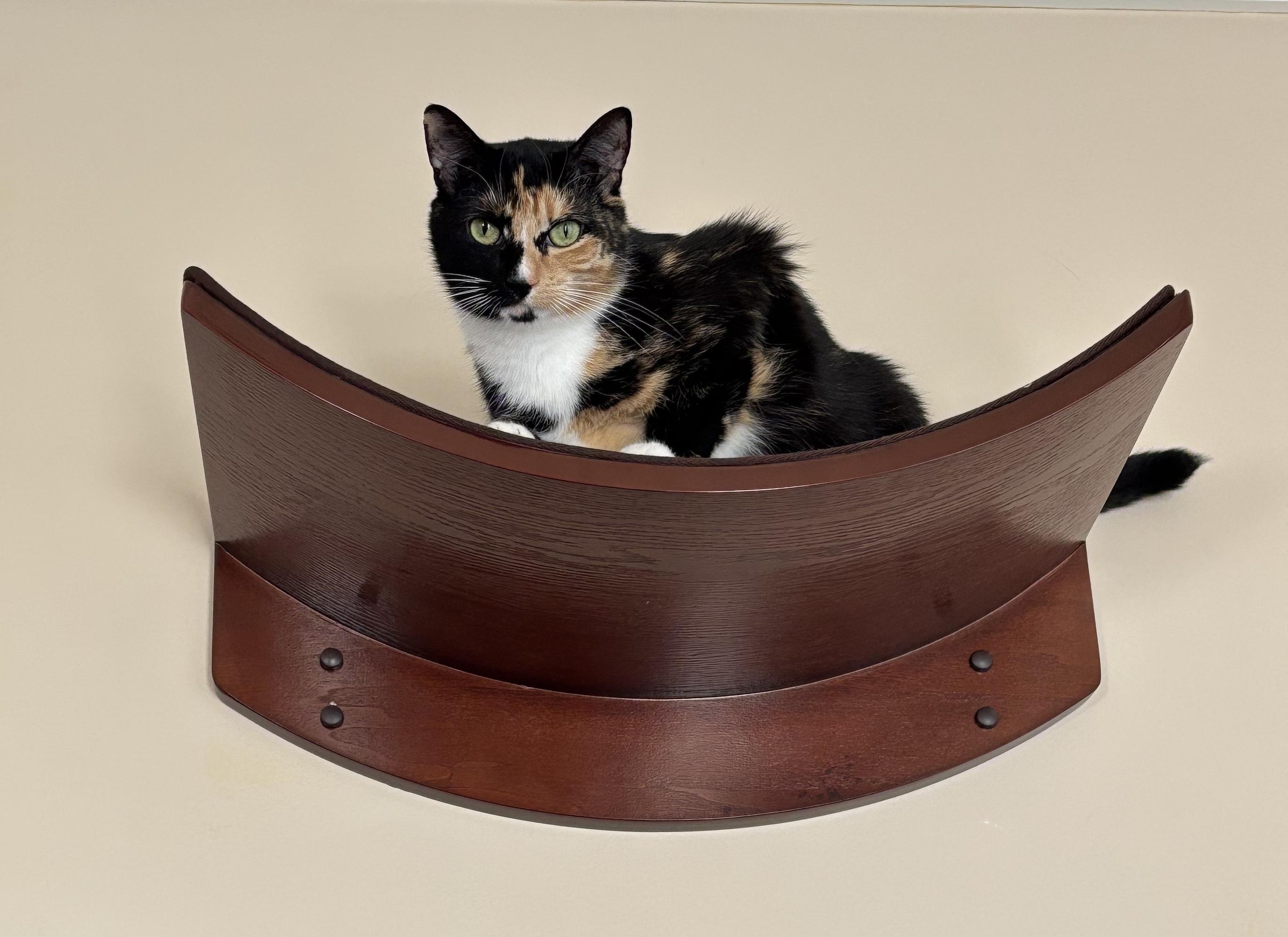 Enlarge Chanel, an adopted Calico in Sautee Nacoochee, GA image 1/3