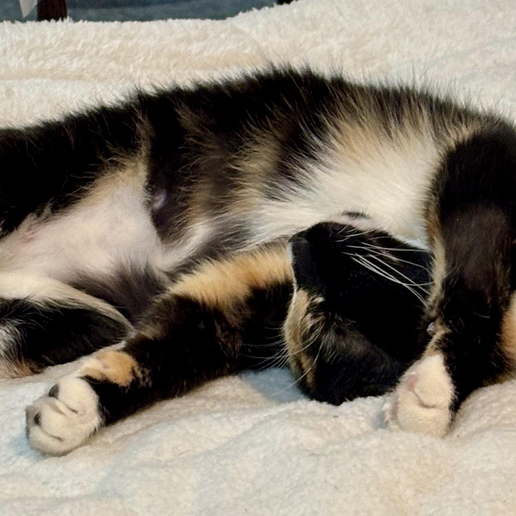 Enlarge Chanel, an adopted Calico in Sautee Nacoochee, GA image 2/3