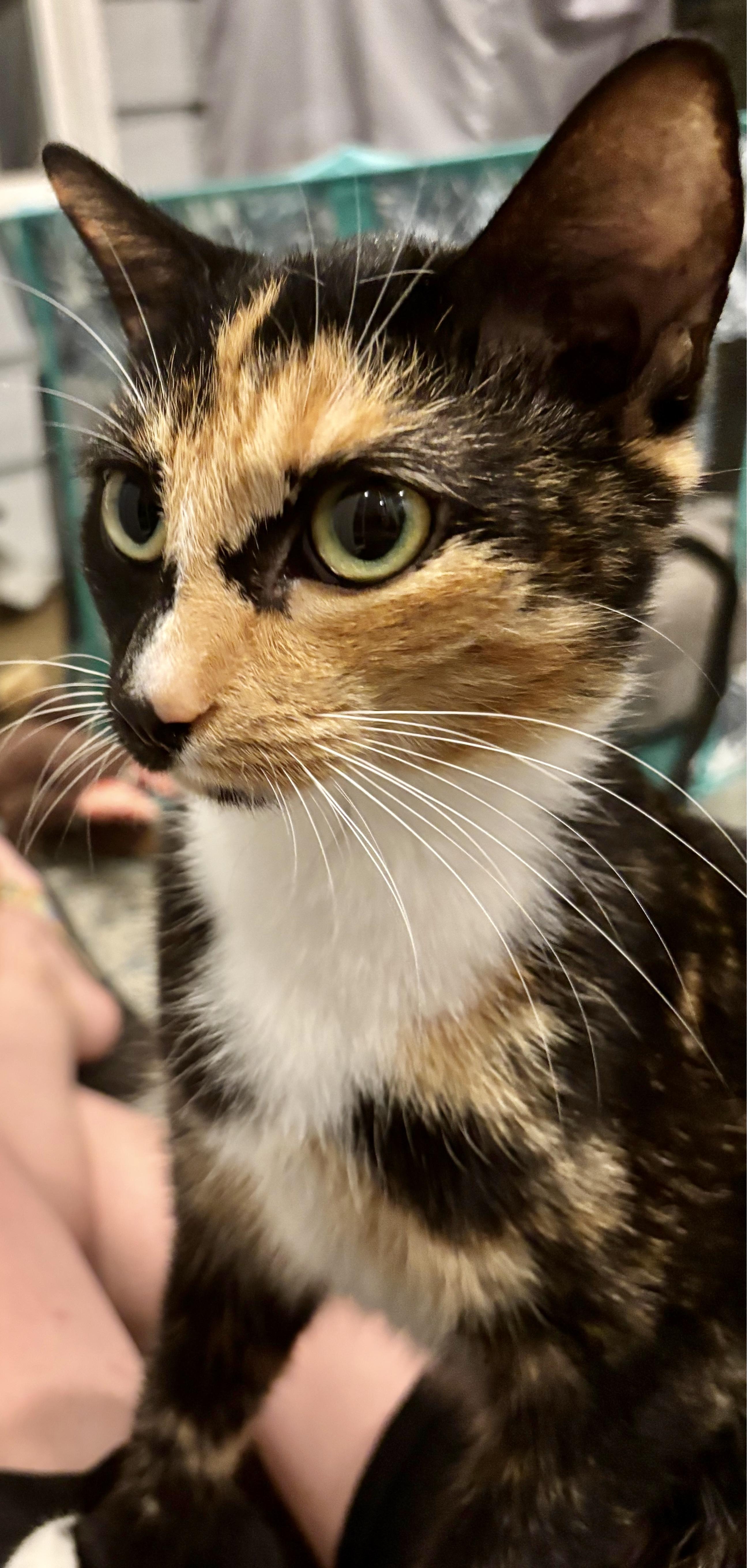 Enlarge Chanel, an adopted Calico in Sautee Nacoochee, GA image 3/3