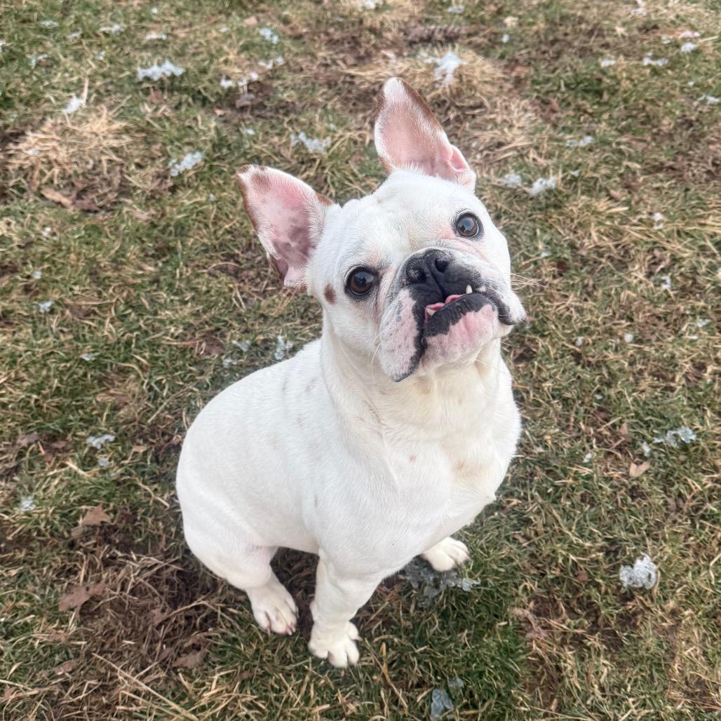 Enlarge Frank, a ADOPTABLE mixed breed in Zionsville, IN image 1/2