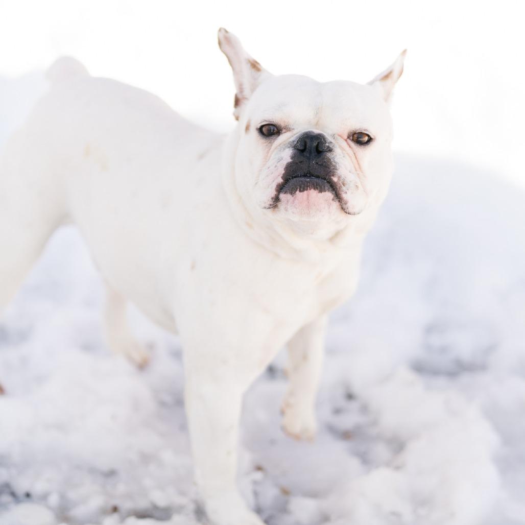 Frank, ADOPTABLE, Adult Male French Bulldog.