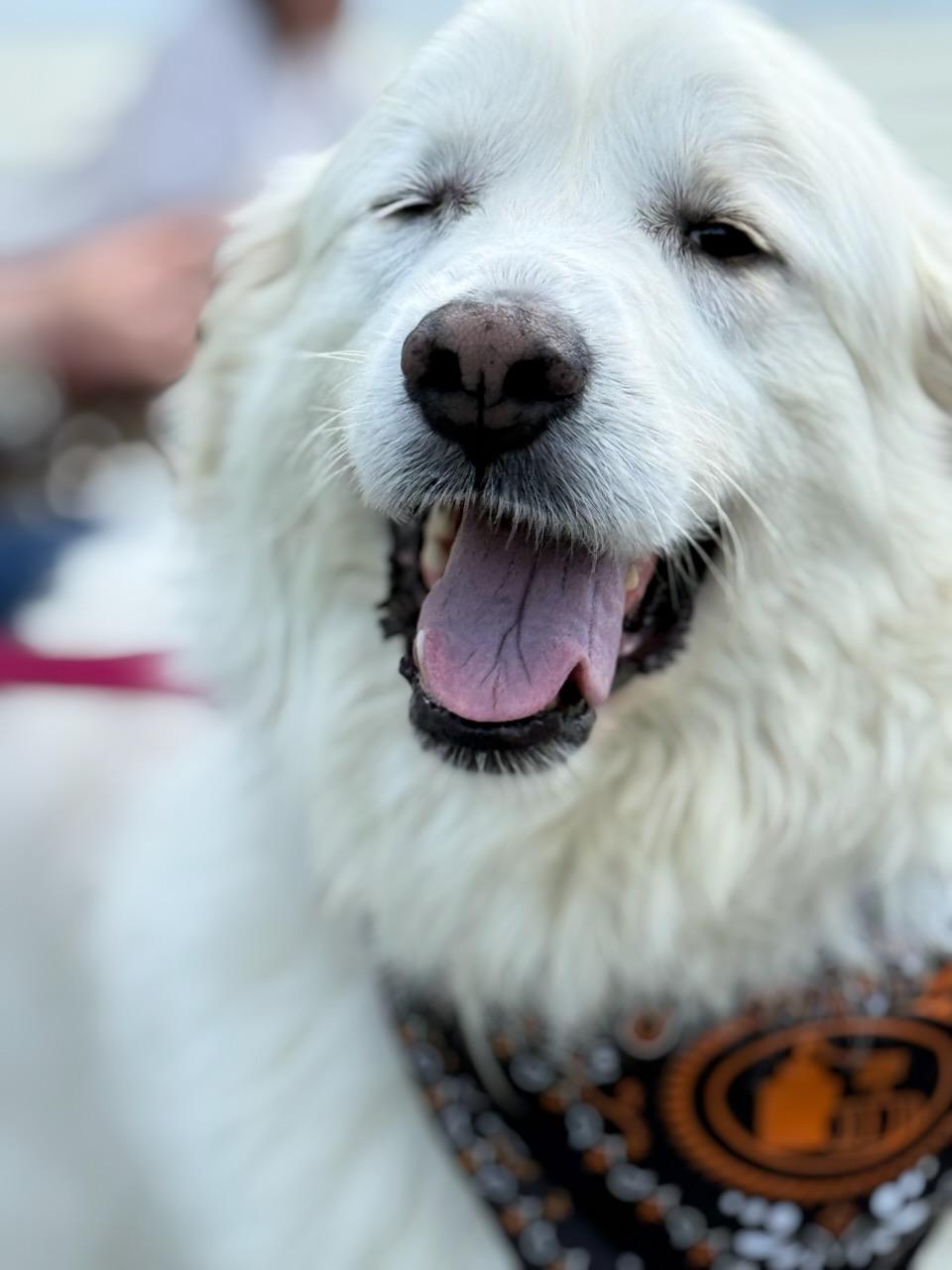 Harriet (2)- sponsored!!!, a Adoptable Great Pyrenees in Croydon, NH image 1/3