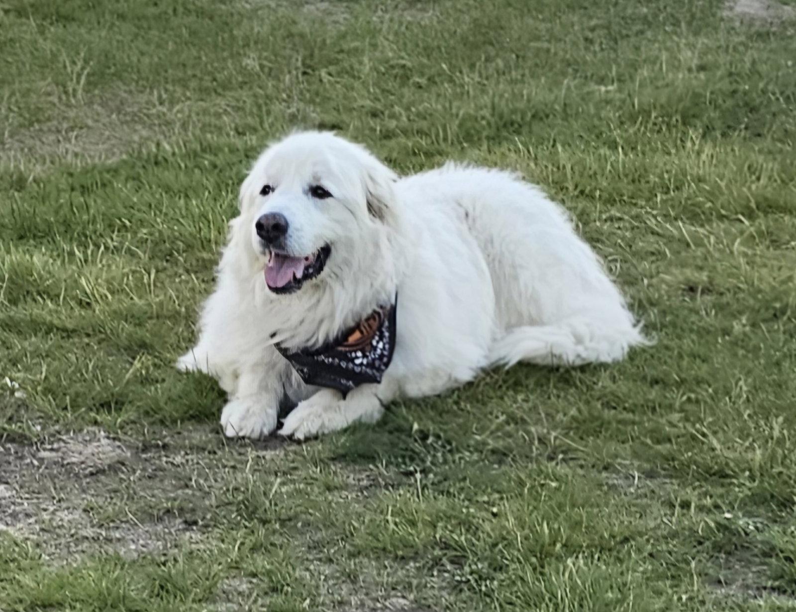 Harriet (2)- sponsored!!!, a Adoptable Great Pyrenees in Croydon, NH image 2/3