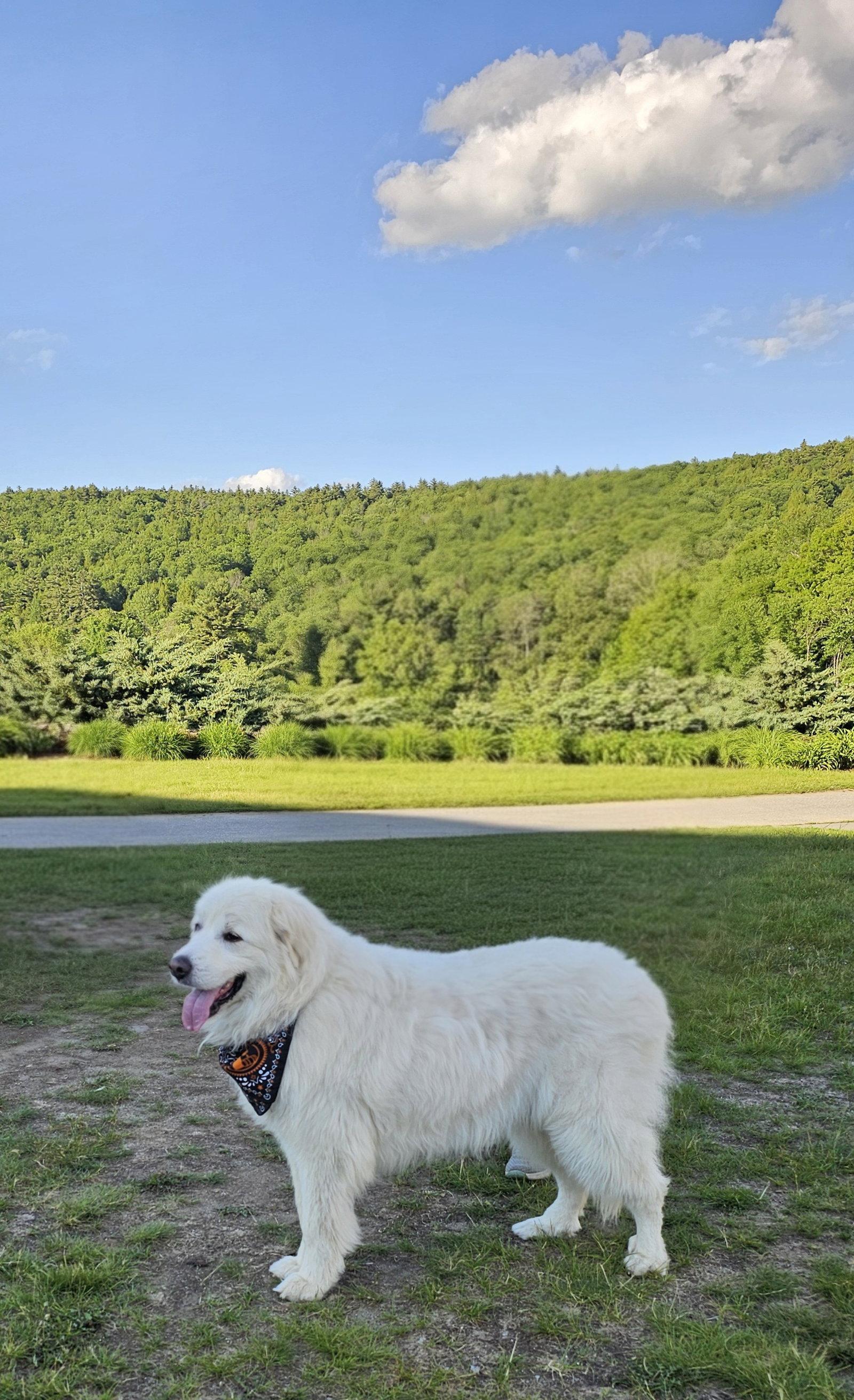 Harriet (2)- sponsored!!!, a Adoptable Great Pyrenees in Croydon, NH image 3/3