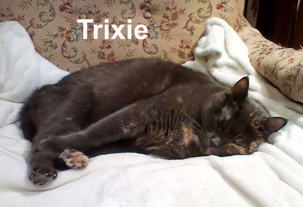 Enlarge Trixie Ts.  (sweet lap kitty who needs a quiet home with no other pets), a Adoptable Dilute Tortoiseshell in Stowe, PA image 3/5