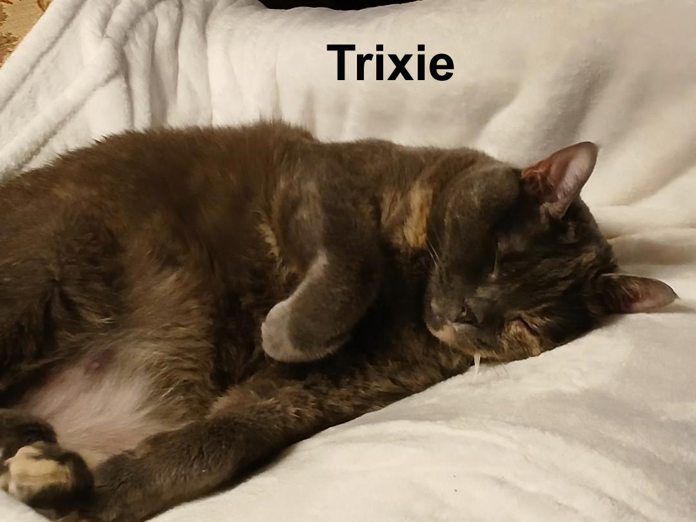 Enlarge Trixie Ts.  (sweet lap kitty who needs a quiet home with no other pets), a Adoptable Dilute Tortoiseshell in Stowe, PA image 1/5
