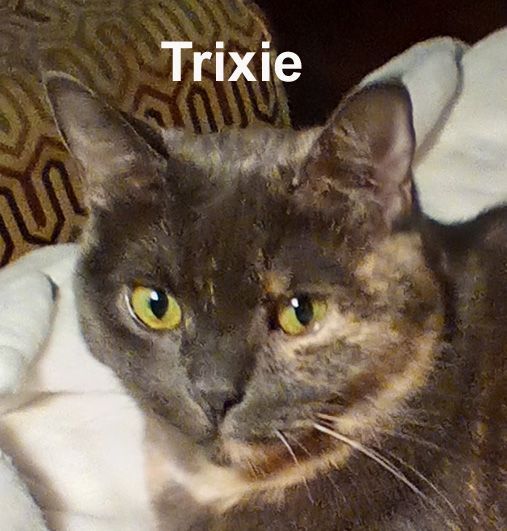Enlarge Trixie Ts.  (sweet lap kitty who needs a quiet home with no other pets), a Adoptable Dilute Tortoiseshell in Stowe, PA image 5/5