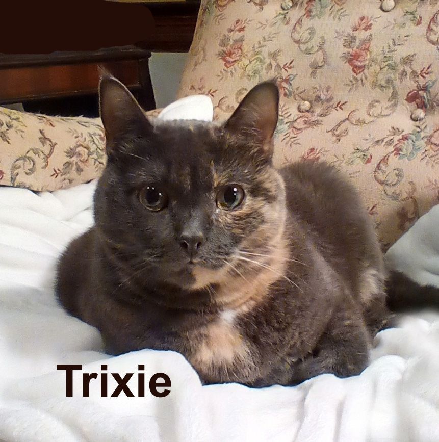 Enlarge Trixie Ts.  (sweet lap kitty who needs a quiet home with no other pets), a Adoptable Dilute Tortoiseshell in Stowe, PA image 2/5