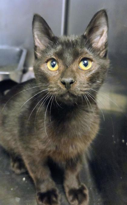 Bruno, Adoptable, Kitten Male Domestic Short Hair & Domestic Short Hair.