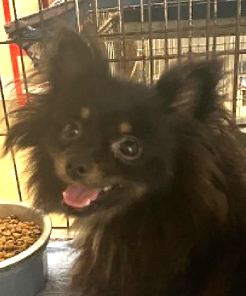 Enlarge Berry, an adopted mixed breed in Robinson, IL image 2/2