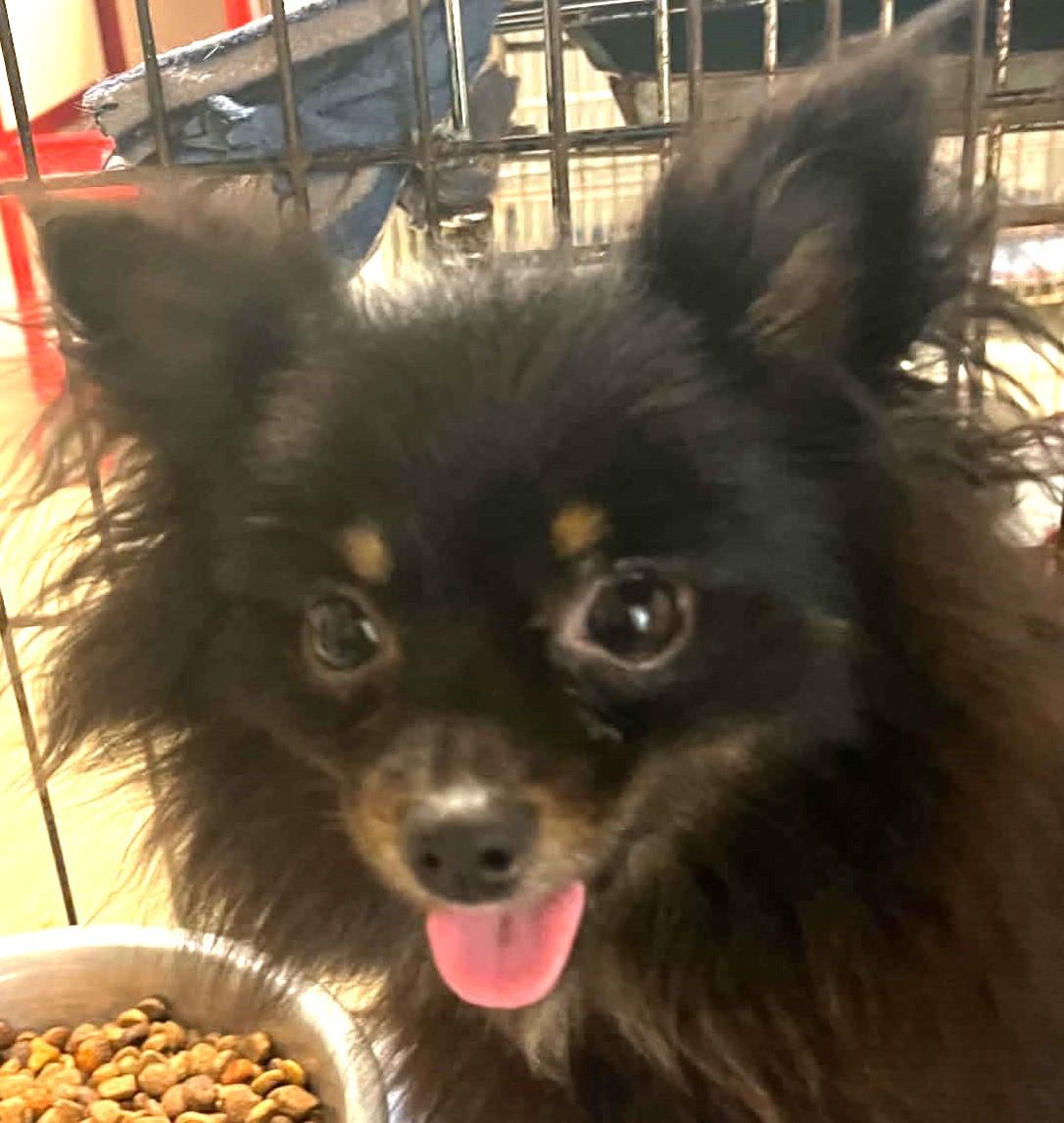 Berry, adopted, Young Female Pomeranian.