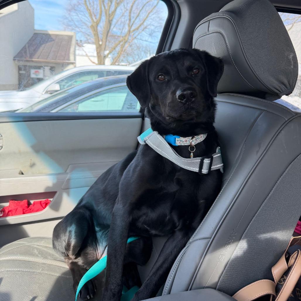 Enlarge Ellie, a Adoptable mixed breed in Columbus, OH image 1/3