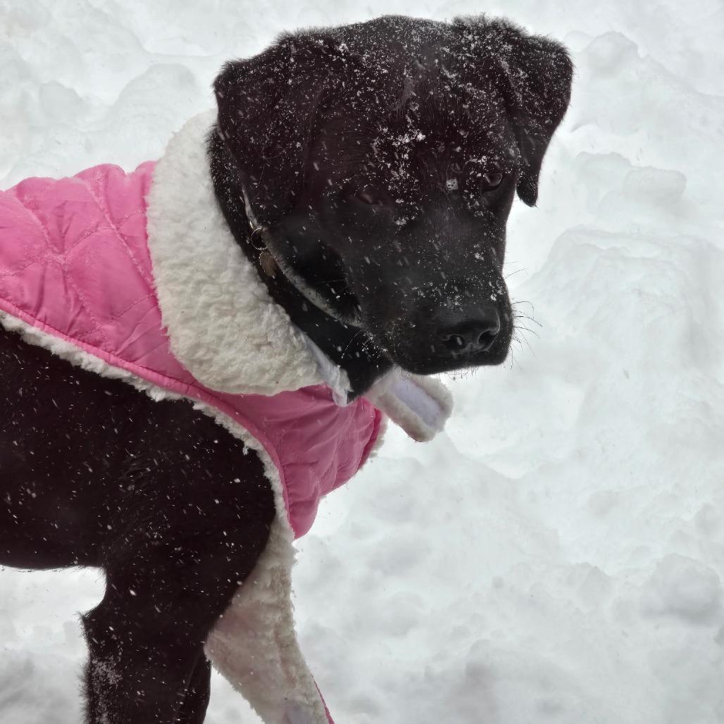 Enlarge Ellie, a Adoptable mixed breed in Columbus, OH image 2/3