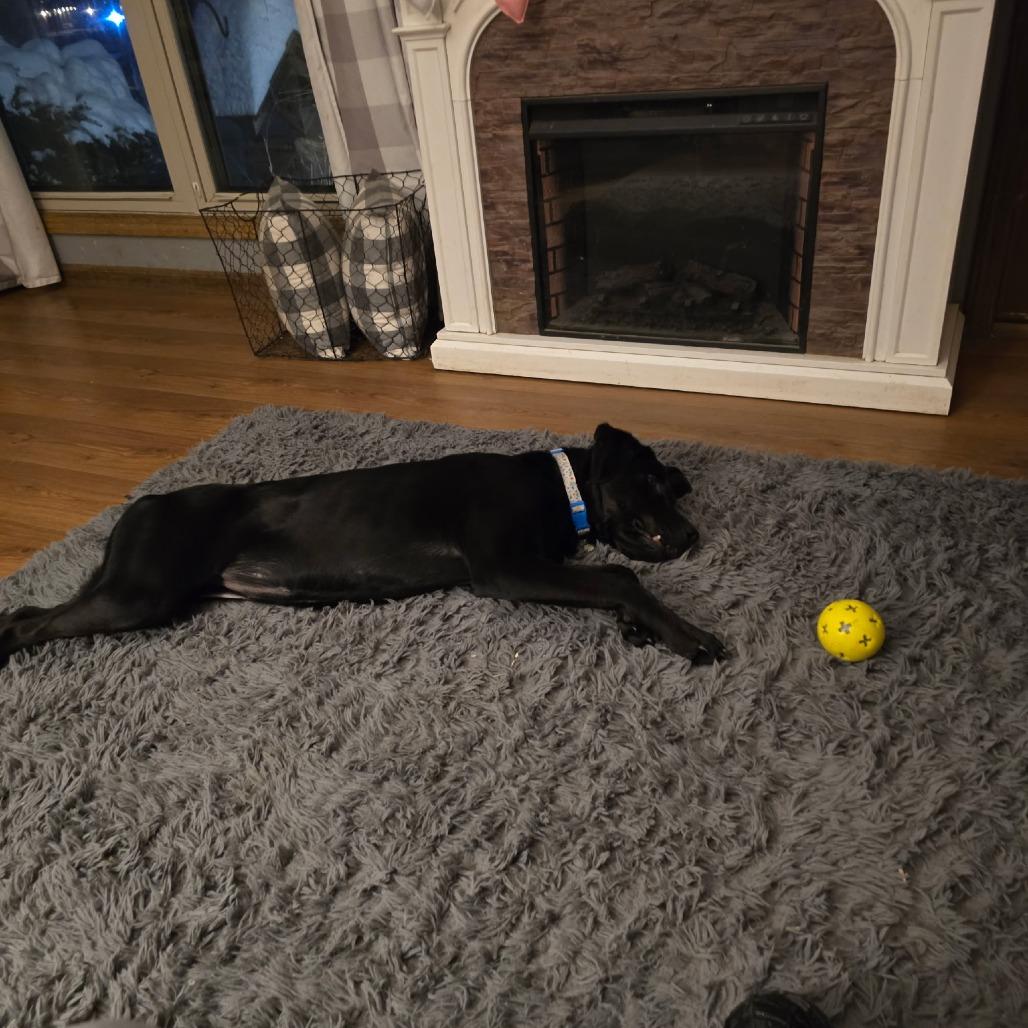 Enlarge Ellie, a Adoptable mixed breed in Columbus, OH image 3/3